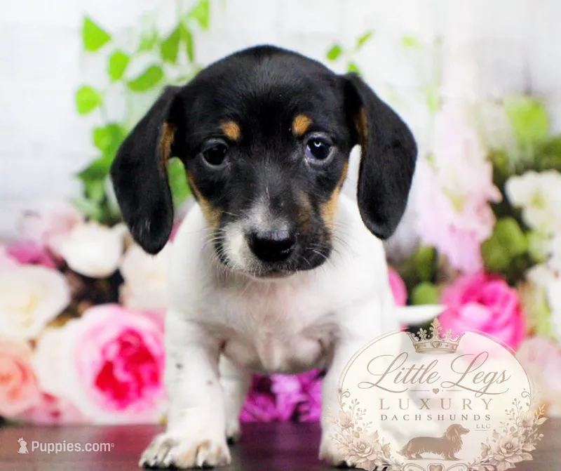AKC Primrose – Miniature Dachshund puppy for sale in Christiansburg, VA