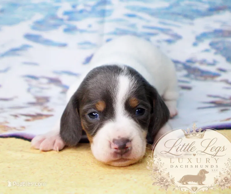 AKC Skipper – Miniature Dachshund puppy for sale in Christiansburg, VA