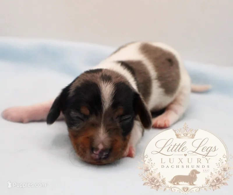 AKC Heath – Miniature Dachshund puppy for sale in Christiansburg, VA