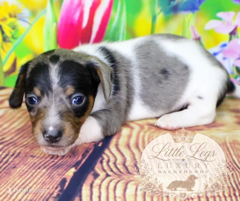 AKC Heath – Miniature Dachshund puppy for sale in Christiansburg, VA