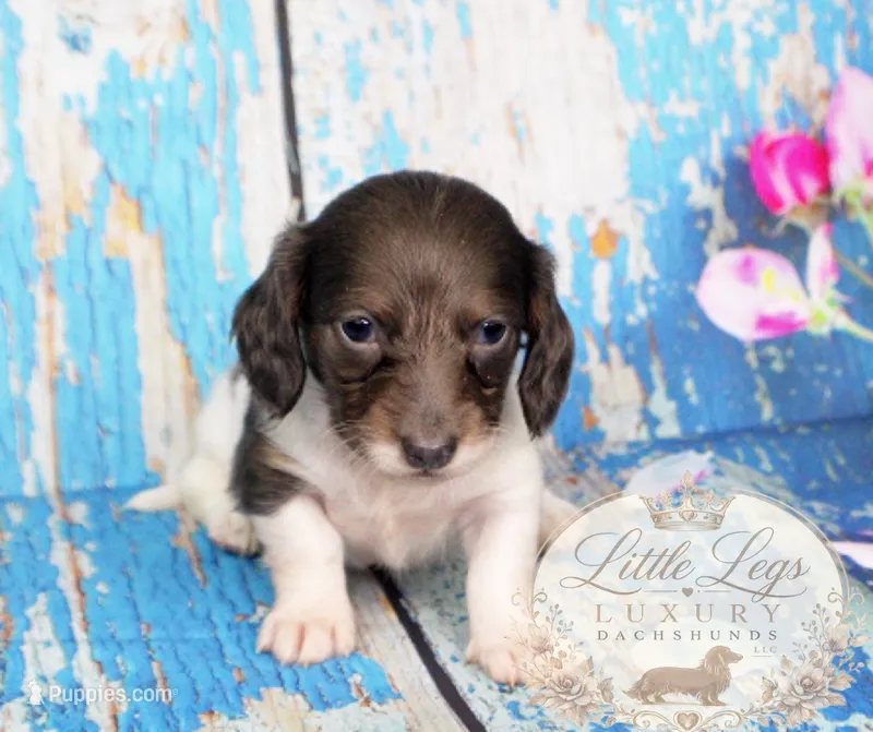 AKC Basil – Miniature Dachshund puppy for sale in Christiansburg, VA
