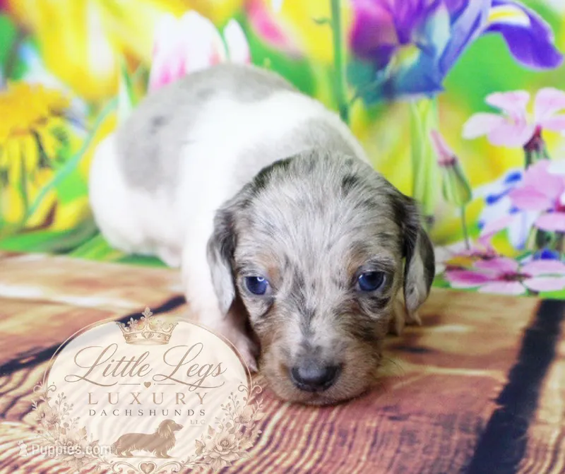 AKC Clover – Miniature Dachshund puppy for sale in Christiansburg, VA