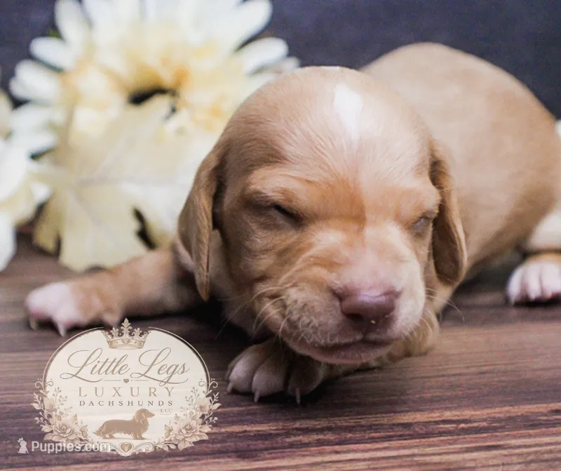 AKC Hunter – Miniature Dachshund puppy for sale in Christiansburg, VA