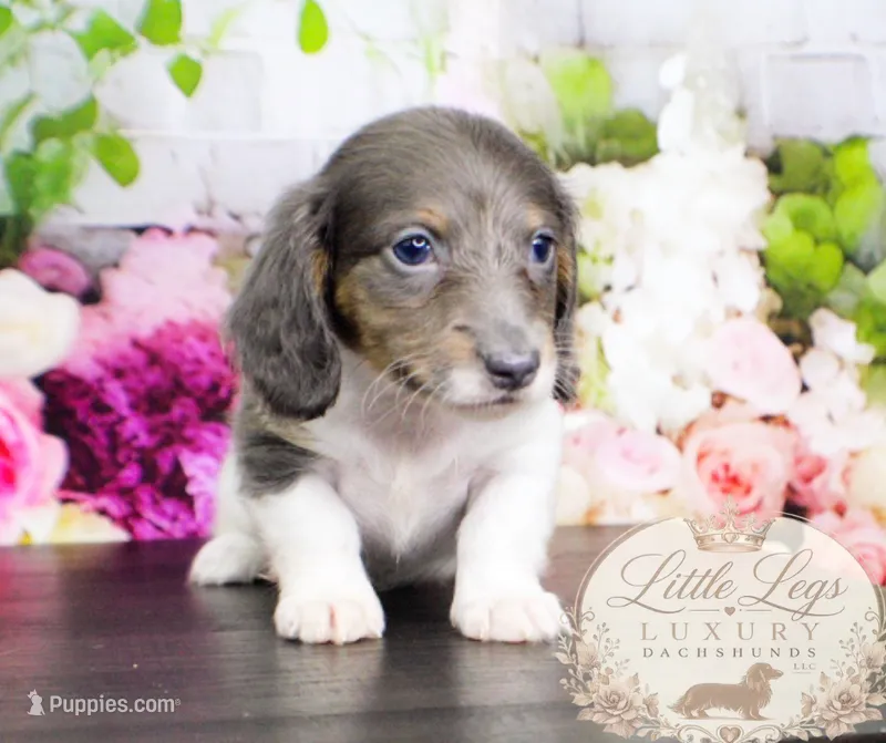 AKC Basil – Miniature Dachshund puppy for sale in Christiansburg, VA