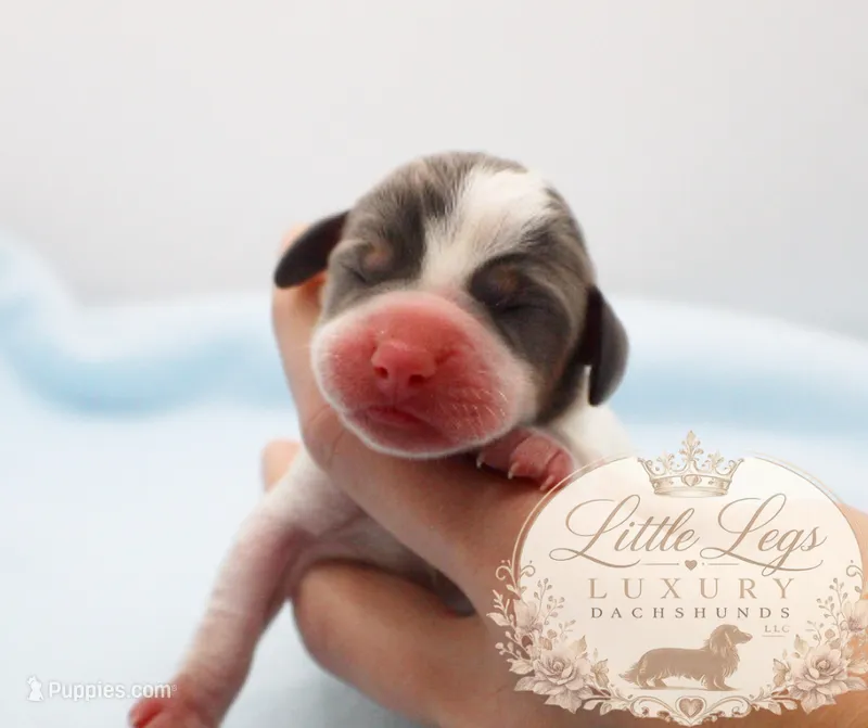 AKC Skipper – Miniature Dachshund puppy for sale in Christiansburg, VA