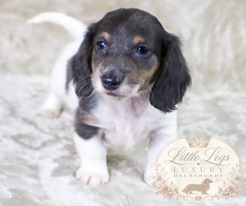 AKC Basil – Miniature Dachshund puppy for sale in Christiansburg, VA