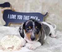 AKC Heath, a male Miniature Dachshund for sale in Christiansburg, VA – 4 of 4