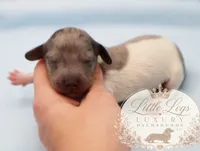 AKC Clover, a male Miniature Dachshund for sale in Christiansburg, VA – 2 of 3