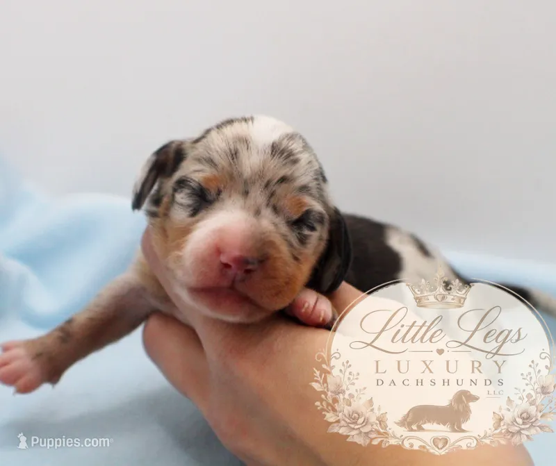 AKC Reef – Miniature Dachshund puppy for sale in Christiansburg, VA