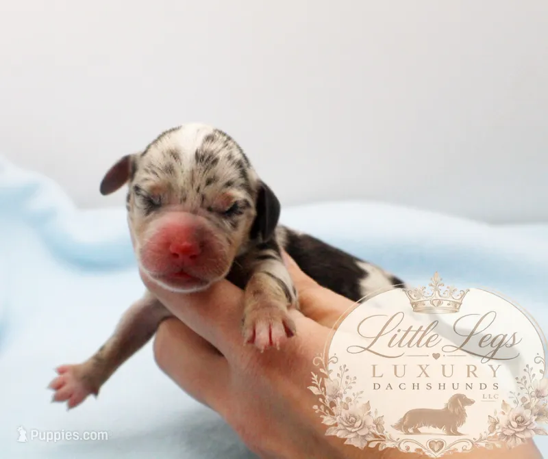 AKC Reef – Miniature Dachshund puppy for sale in Christiansburg, VA