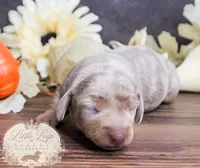 CKC Honey, a female Miniature Dachshund for sale in Christiansburg, VA – 3 of 4