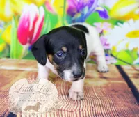 AKC Primrose, a male Miniature Dachshund for sale in Christiansburg, VA – 3 of 4