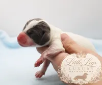AKC Skipper, a male Miniature Dachshund for sale in Christiansburg, VA – 4 of 4