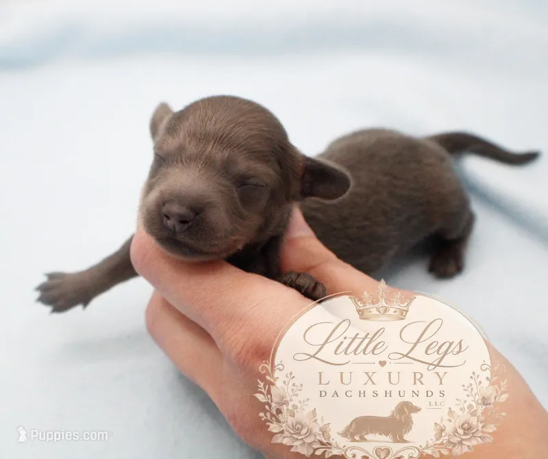 AKC Lupin – Miniature Dachshund puppy for sale in Christiansburg, VA