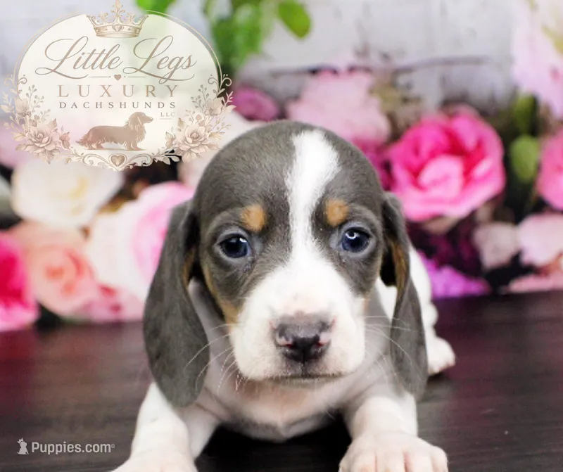 AKC Skipper – Miniature Dachshund puppy for sale in Christiansburg, VA