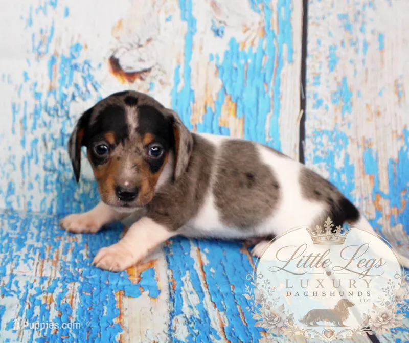 AKC Heath – Miniature Dachshund puppy for sale in Christiansburg, VA