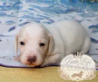 AKC Cove, a male Miniature Dachshund for sale in Christiansburg, VA – 2 of 4