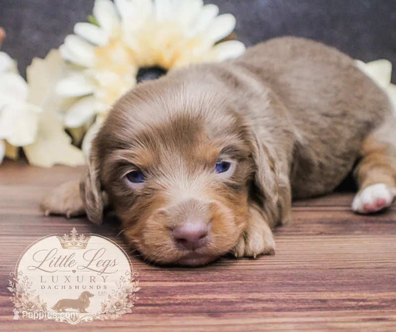 AKC Eclipse – Miniature Dachshund puppy for sale in Christiansburg, VA
