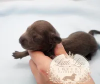AKC Lupin, a male Miniature Dachshund for sale in Christiansburg, VA – 2 of 4