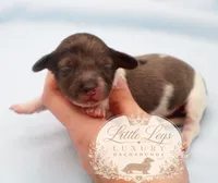 AKC Sage, a male Miniature Dachshund for sale in Christiansburg, VA – 3 of 4