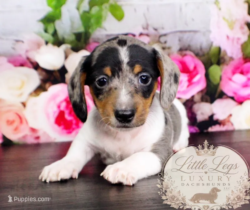 AKC Heath – Miniature Dachshund puppy for sale in Christiansburg, VA