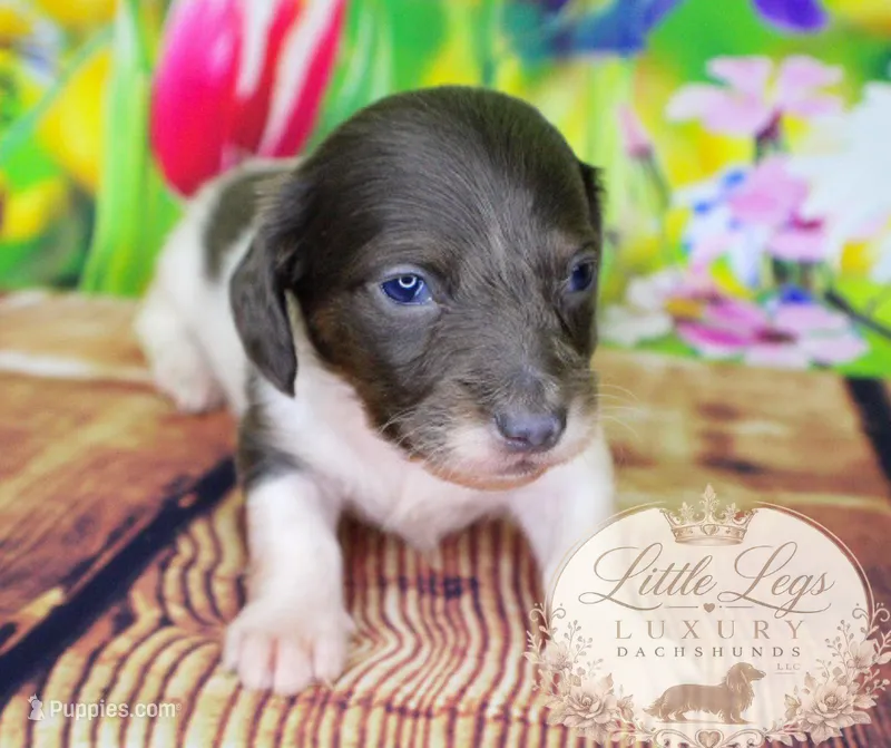 AKC Basil – Miniature Dachshund puppy for sale in Christiansburg, VA