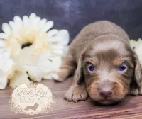 AKC Eclipse, a male Miniature Dachshund for sale in Christiansburg, VA – 3 of 3