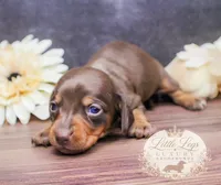 AKC Aster, a female Miniature Dachshund for sale in Christiansburg, VA – 3 of 4
