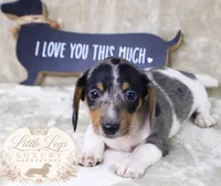 AKC Heath, a male Miniature Dachshund for sale in Christiansburg, VA – 3 of 4