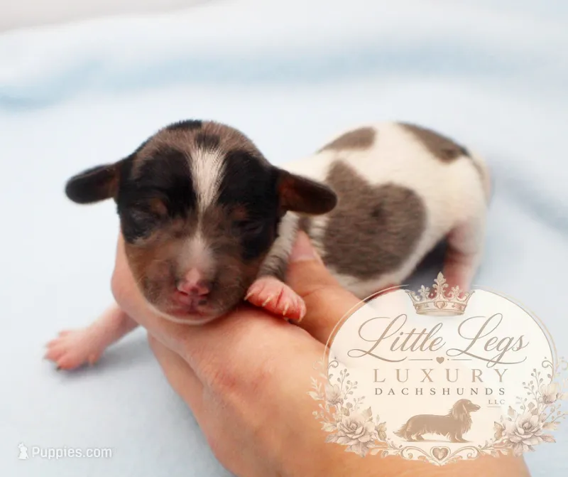 AKC Heath – Miniature Dachshund puppy for sale in Christiansburg, VA