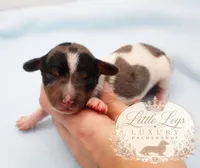 AKC Heath, a male Miniature Dachshund for sale in Christiansburg, VA – 1 of 4