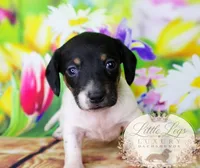 AKC Primrose, a male Miniature Dachshund for sale in Christiansburg, VA – 1 of 4