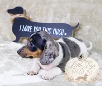AKC Heath, a male Miniature Dachshund for sale in Christiansburg, VA – 2 of 4