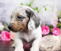 AKC Clover, a male Miniature Dachshund for sale in Christiansburg, VA – 2 of 5