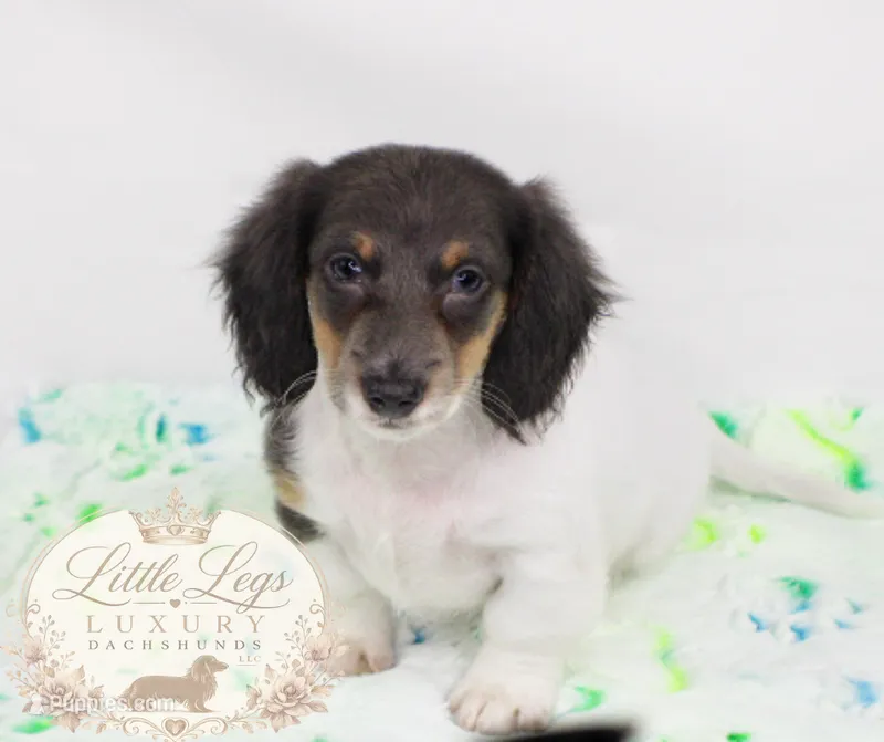 AKC Basil – Miniature Dachshund puppy for sale in Christiansburg, VA