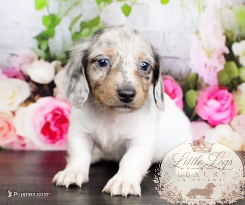 AKC Clover – Miniature Dachshund puppy for sale in Christiansburg, VA