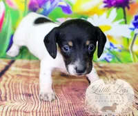 AKC Primrose, a male Miniature Dachshund for sale in Christiansburg, VA – 4 of 4