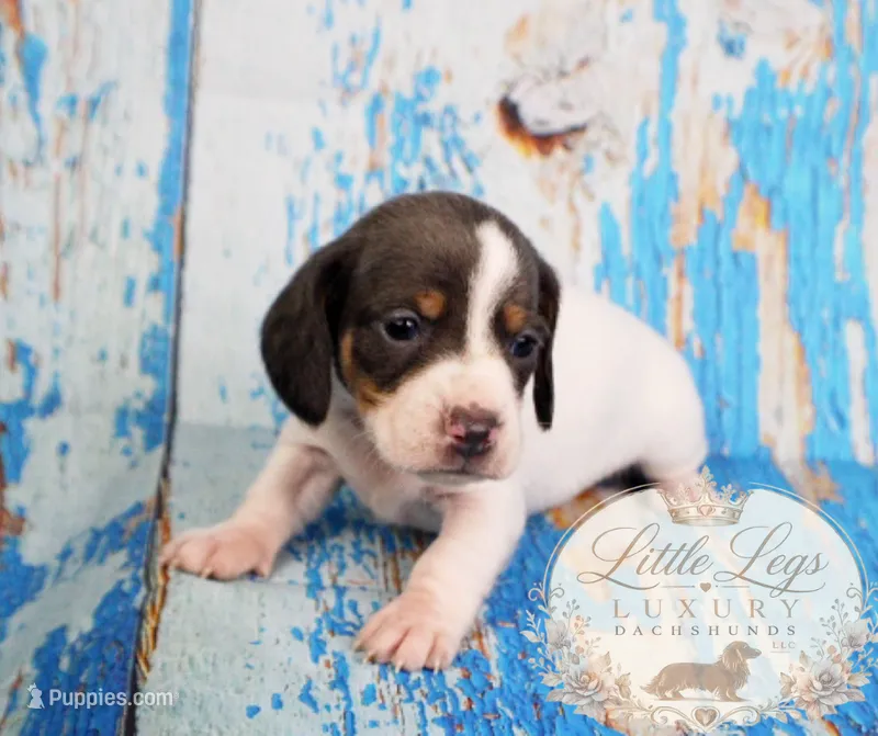 AKC Skipper – Miniature Dachshund puppy for sale in Christiansburg, VA