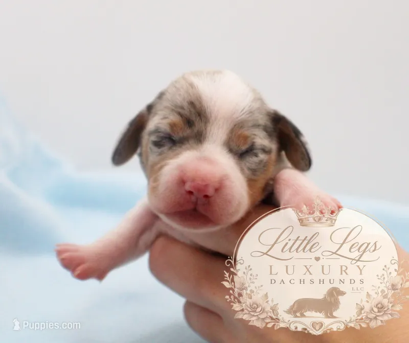 AKC Sailor – Miniature Dachshund puppy for sale in Christiansburg, VA