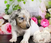 AKC Clover, a male Miniature Dachshund for sale in Christiansburg, VA – 3 of 5