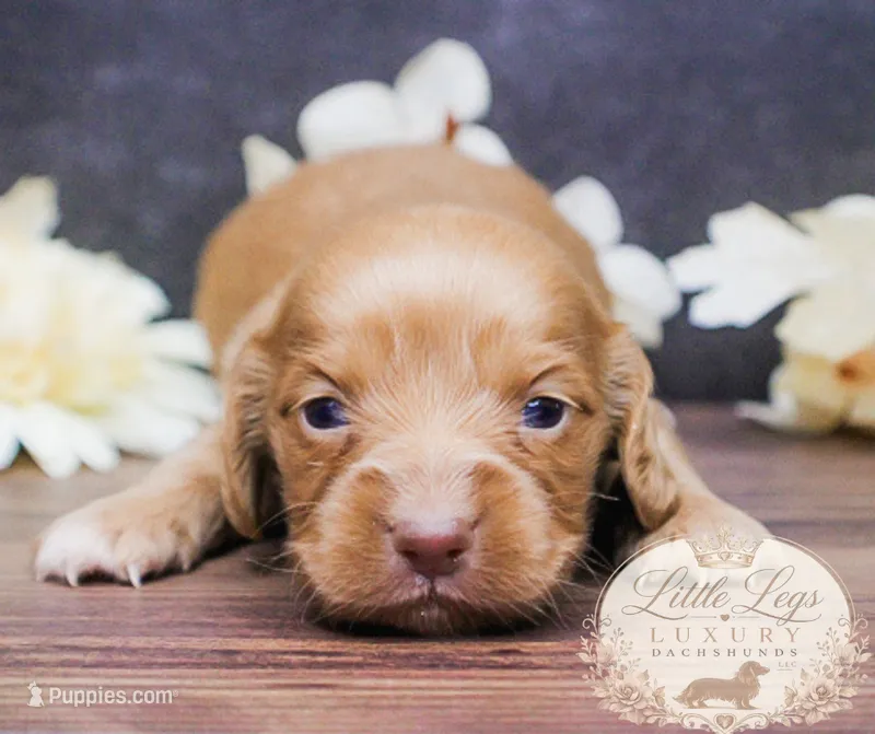 AKC Ember – Miniature Dachshund puppy for sale in Christiansburg, VA