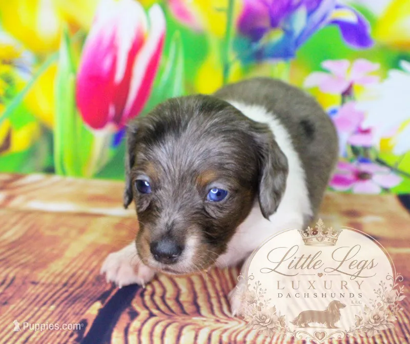 AKC Sage – Miniature Dachshund puppy for sale in Christiansburg, VA