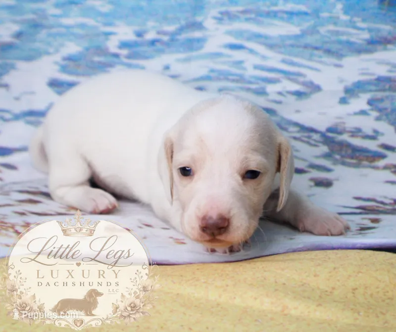 AKC Cove – Miniature Dachshund puppy for sale in Christiansburg, VA