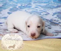 AKC Cove, a male Miniature Dachshund for sale in Christiansburg, VA – 1 of 4