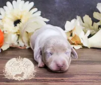 CKC Bramley, a male Miniature Dachshund for sale in Christiansburg, VA – 4 of 4