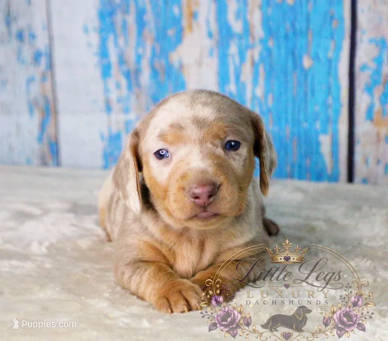 CKC Honey – Miniature Dachshund puppy for sale in Christiansburg, VA