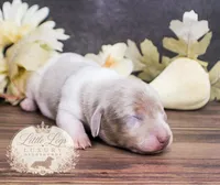 CKC Bramley, a male Miniature Dachshund for sale in Christiansburg, VA – 3 of 4