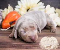 CKC Honey, a female Miniature Dachshund for sale in Christiansburg, VA – 4 of 4