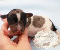 AKC Heath, a male Miniature Dachshund for sale in Christiansburg, VA – 3 of 4