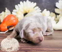 CKC Honey, a female Miniature Dachshund for sale in Christiansburg, VA – 2 of 4